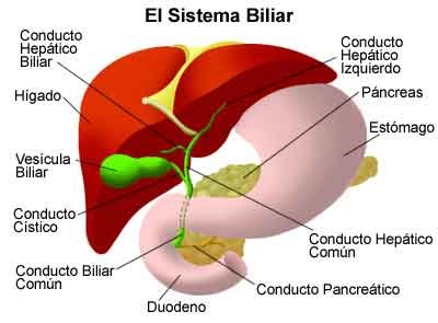 el-systema-biliar